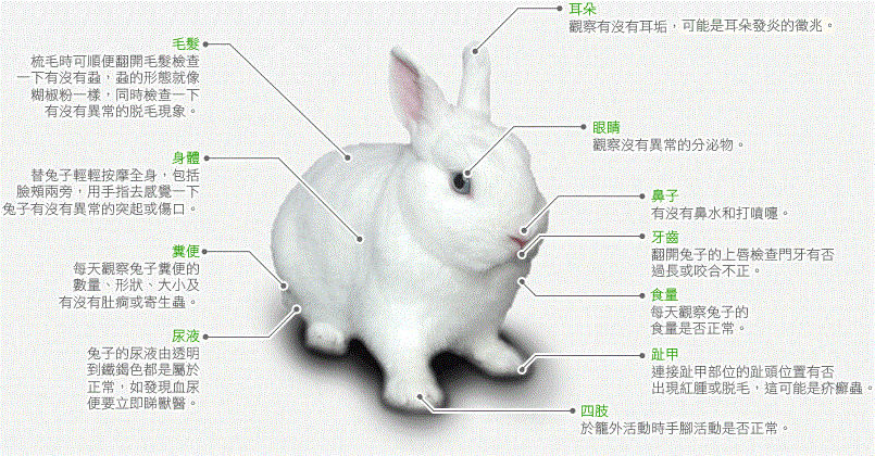 应定期自行替兔子进行身体检查,可及早发现病徵,以